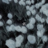 Telegram profile photo for ˚⋆୨୧ MP CONFESSION ୨୧⋆˚
