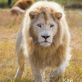 Telegram profile photo for ANNA ZOO 🦒🦘🦍🐫🦉 Краснодар