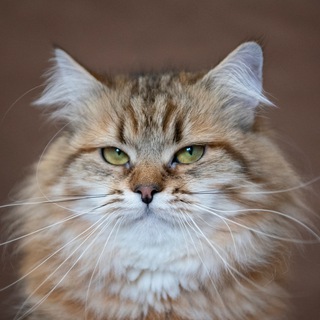 Telegram profile photo for Сибирские котята и кошки питомник Vivalavita*RU