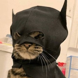 Telegram profile photo for BatCat Portal
