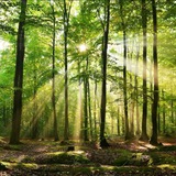 Telegram profile photo for Natural Health & Wellbeing.