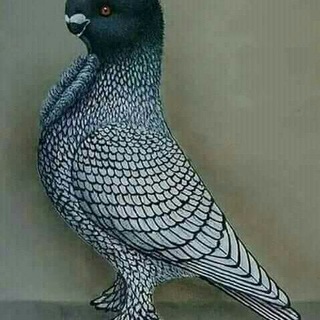 Telegram profile photo for أستاذ يونس حنون