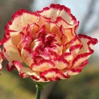Telegram profile photo for سراج الباحثين-تجويد جزء عم