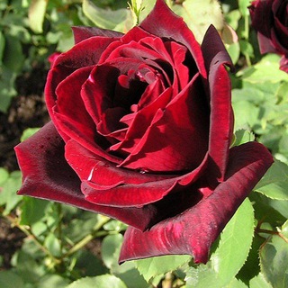 Telegram profile photo for Poeme - SMS d'amour - Philosophie