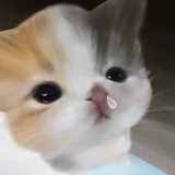 Telegram profile photo for 豆包的报告📝