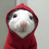 Telegram profile photo for Riskeh degens
