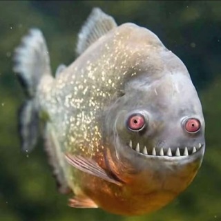 Telegram profile photo for 人間の目を通しての世界