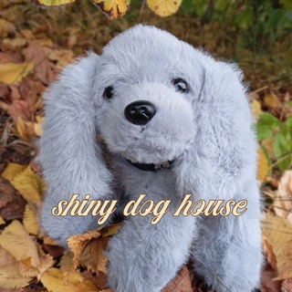 Telegram profile photo for Shiny dog house