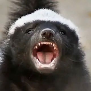 Telegram profile photo for 🦅 ⚡️AZHoneyBadger ⚡️🦅