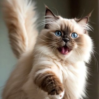 Telegram profile photo for Котеньки 🐈❤️
