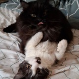 Telegram profile photo for Коты🐱🐱