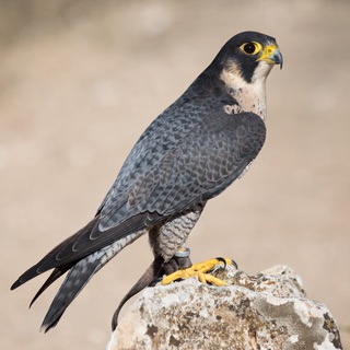 Telegram profile photo for Dall'occhio del falco