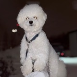 Telegram profile photo for Белый волк🐺