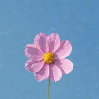 Telegram profile photo for Bloom wallpapers
