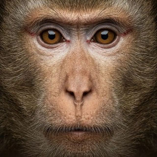 Telegram profile photo for корепашка.com