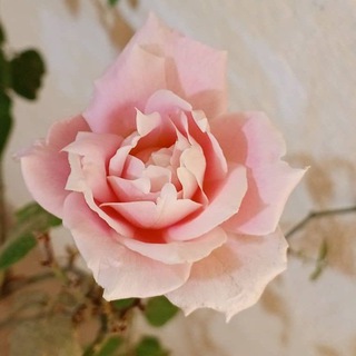 Telegram profile photo for رااقت لي 🌹🌹