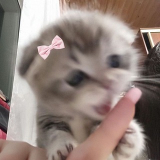 Telegram profile photo for смайлики тг прем