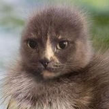 Telegram profile photo for жена бориса нефек