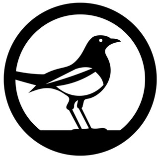 Telegram profile photo for СОРОКА - Новости Ярославля и все подряд