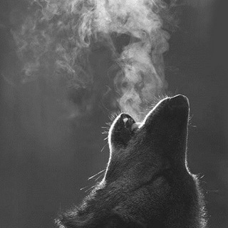 Telegram profile photo for Wolf Entry FX ™️ -Trades & Ideas.