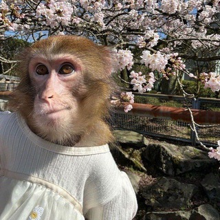 Telegram profile photo for `🌷`манки братки/гифки бибизян`. 𐙚🩰