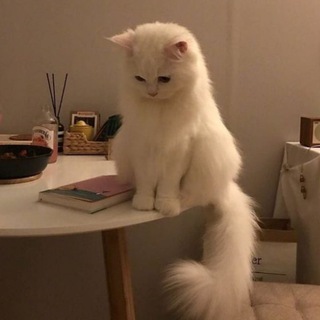 Telegram profile photo for فلسّفة كاتِبة .