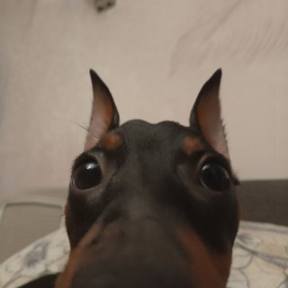 Telegram profile photo for black.parma 🐕🦺