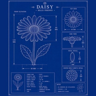 Telegram profile photo for Blue daisy