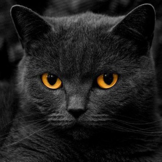 Telegram profile photo for Black Batl