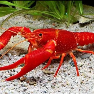 Telegram profile photo for Живые Раки🦞Волноваха