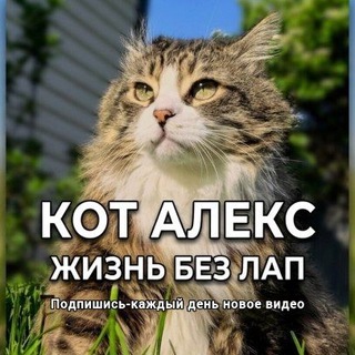 Telegram profile photo for ЖИЗНЬ КОТА БЕЗ ЛАП