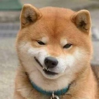 Telegram profile photo for CMS导航网 - 流量变现