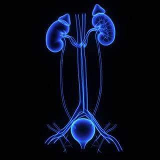 Telegram profile photo for UROLOGY MCQs