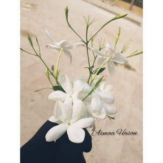 Telegram profile photo for ياسمينيّةة الهَوىٰ🌸💚❥•َ