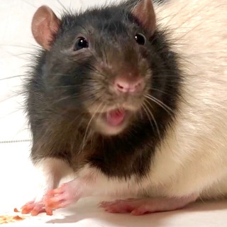 Telegram profile photo for Jenny's Rat Den