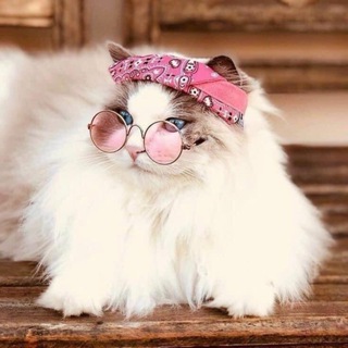 Telegram profile photo for لبيع قنوات وكروبات التلكرام ❤️️