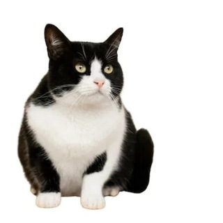 Telegram profile photo for Анчиковво