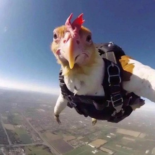 Telegram profile photo for 🐔Черное солнце🐔