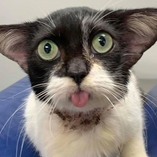 Telegram profile photo for $JOY - Baby Yoda Cat