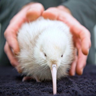 Telegram profile photo for Immortality Apteryx 🦦 | Мой дорогой, посмотри, это птица! 🦕