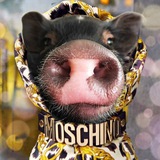 Telegram profile photo for Pashtet piglet