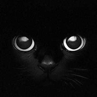 Telegram profile photo for Crying Crypto