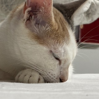 Telegram profile photo for Марганцова🍇