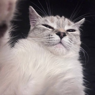 Telegram profile photo for π