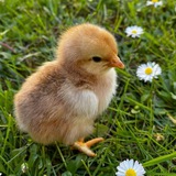Telegram profile photo for дневник enfp