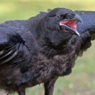 Telegram profile photo for Орангудэнг Вазя