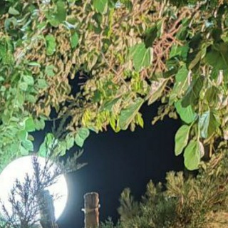Telegram profile photo for ادبیات فن