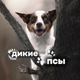 Telegram profile photo for Дикие псы