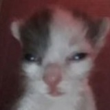 Telegram profile photo for не жаба, не гадюку|#укртг