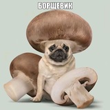 Telegram profile photo for ЧВК МОПСОЕЖ